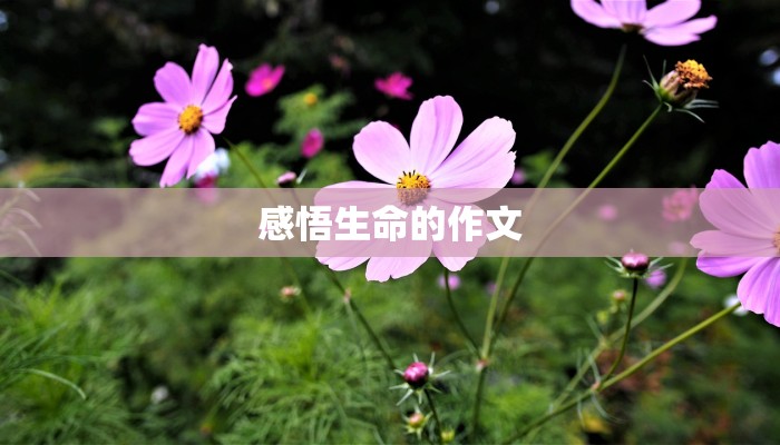 感悟生命的作文 感悟生命的作文